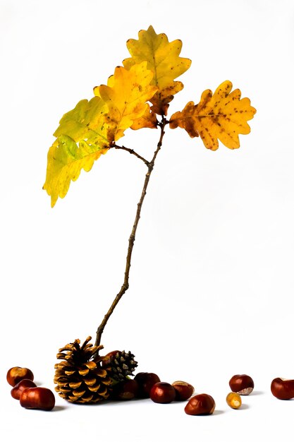 Branche de chêne, châtaignes, glands et cônes sur fond blanc