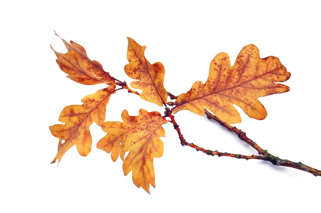 Branche de chêne avec des feuilles d'automne isolé sur fond blanc