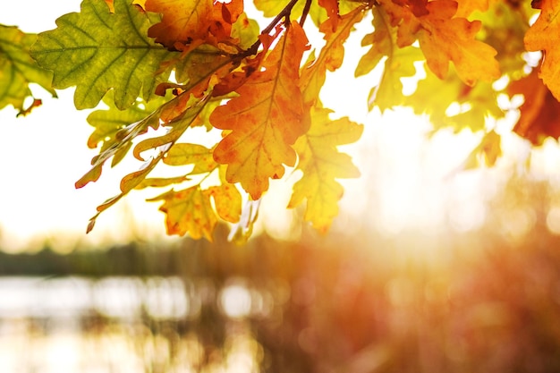 Branche de chêne avec des feuilles d'automne jaunes au bord de la rivière pendant le coucher du soleil dans des couleurs chaudes
