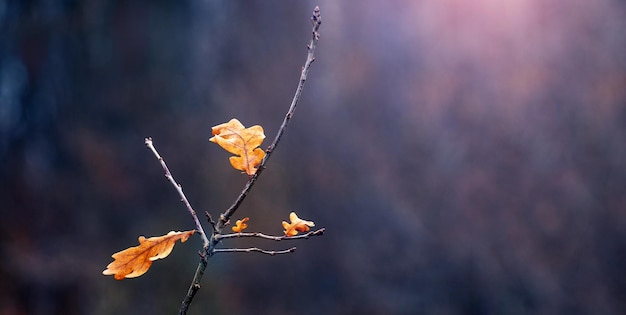 Branche de chêne avec des feuilles sèches simples sur fond sombre flou, espace de copie