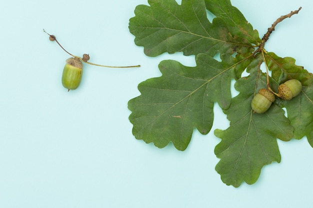 Branche de chêne vert avec des glands sur une table ou un fond en bois turquoise