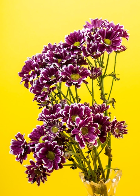 Branche de chrysanthème violet sur fond jaune