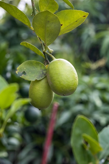 Branche de citron avec deux citrons biologiques suspendus à l'intérieur d'un jardin familial