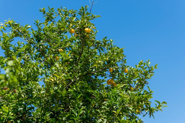 Branche de citronnier