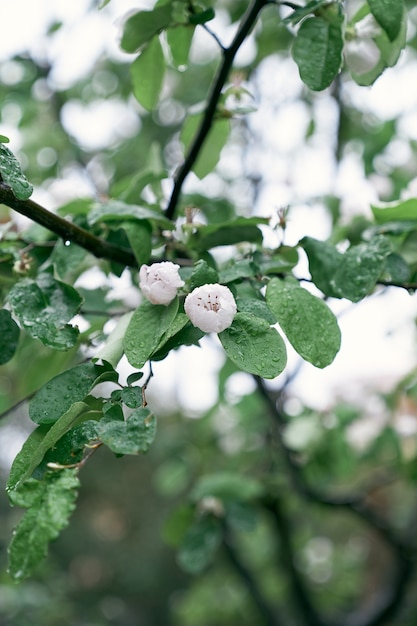 Branche de coing en fleurs contre le ciel