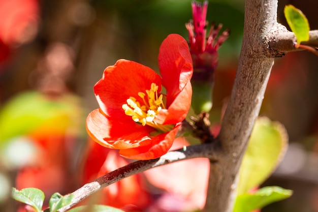 Branche d'un coing de Maule ( Chaenomeles japonica) en fleurs, gros plan. Fleurs rouges sur une branche de buisson