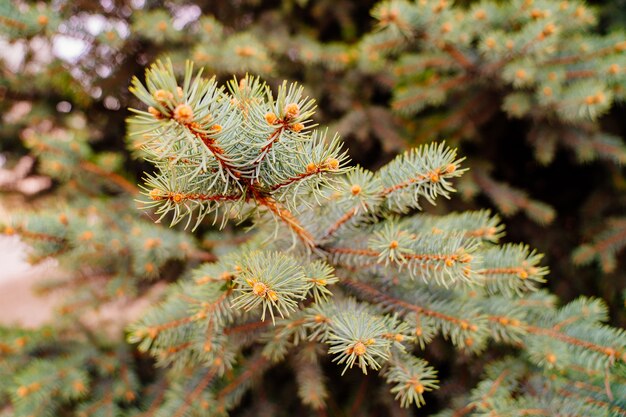 Une branche de conifère à feuilles persistantes d'épinette bleue