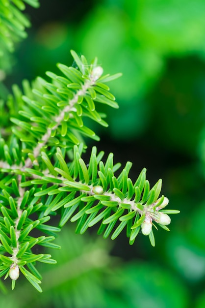 Branche de conifère vert