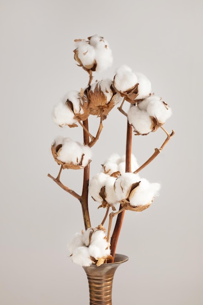 Branche de coton dans un intérieur blanc minimaliste dans un vase sur la table