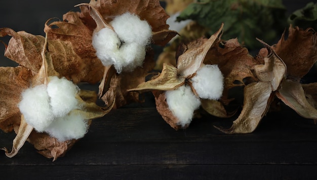 Branche de coton sur fond de bois foncé Délicat et moelleux