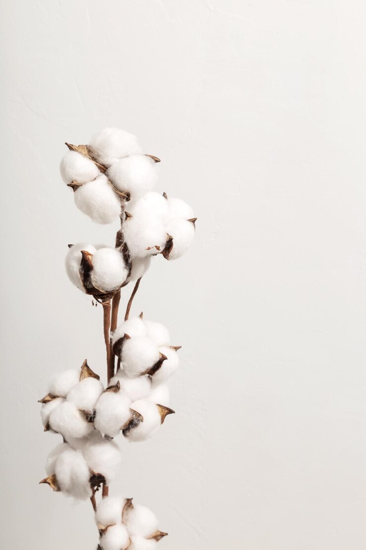 Photo branche de coton sur fond gris espace de copie