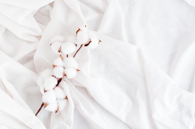 Une branche de coton sur un tissu blanc Concept blanc sur blanc Intérieur de maison Vue de dessus