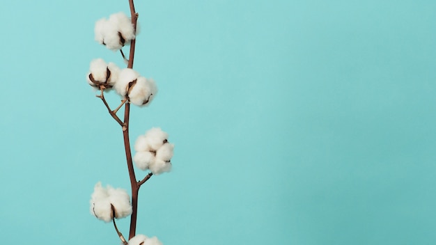 Photo branche de coton. véritables branches de fleurs de boules de coton blanc naturel, douces et douces.