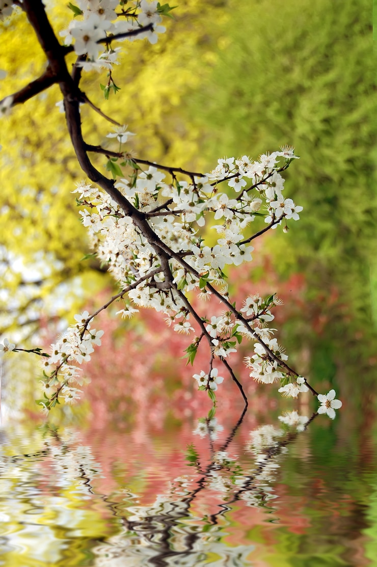 Photo branche de couleur