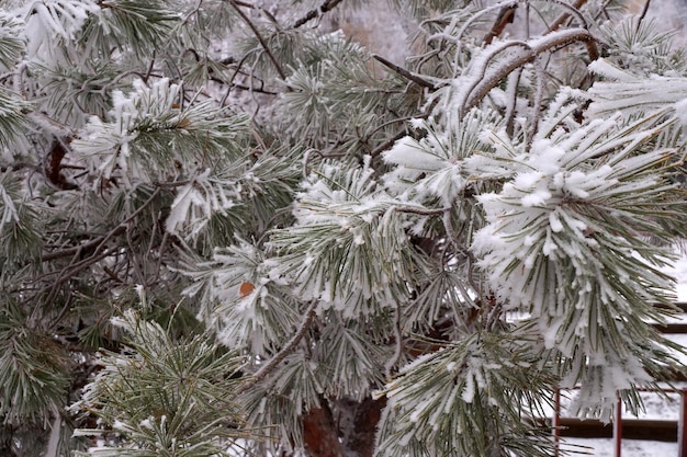 Une branche couverte de givre d'un pin en hiver dans un parc de la ville