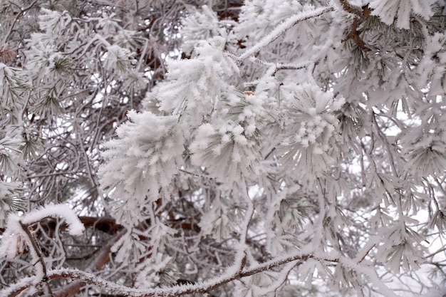 Une branche couverte de givre d'un pin en hiver dans un parc de la ville