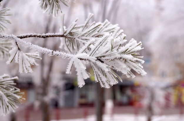 Une branche couverte de givre d'un pin en hiver dans un parc de la ville