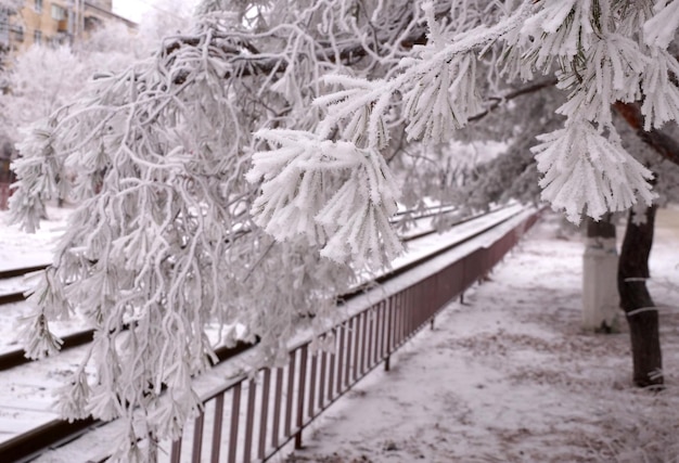 Une branche couverte de givre d'un pin en hiver dans un parc de la ville