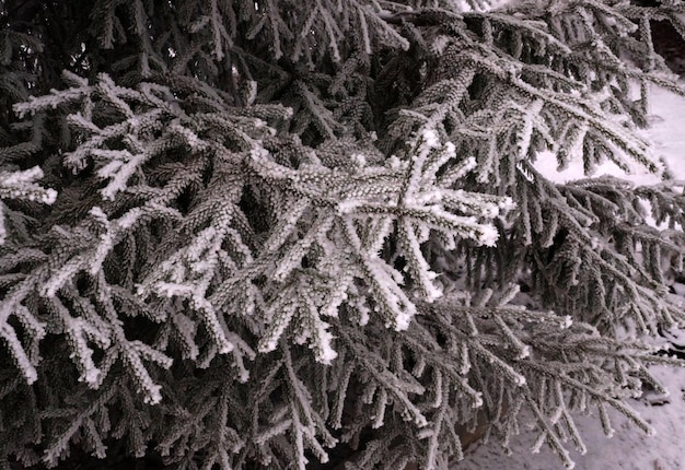 Une branche couverte de givre d'un sapin en hiver dans un parc de la ville