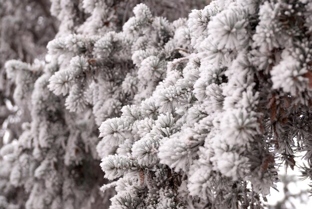 Une branche couverte de givre d'un sapin en hiver dans un parc de la ville