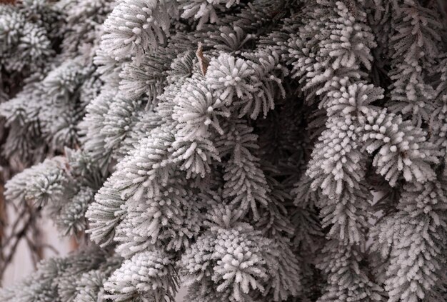 Une branche couverte de givre d'un sapin en hiver dans un parc de la ville