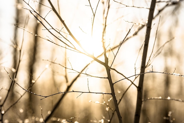 Branche couverte de neige sur fond défocalisé au lever ou au coucher du soleil avec des rayons de soleil en hiver