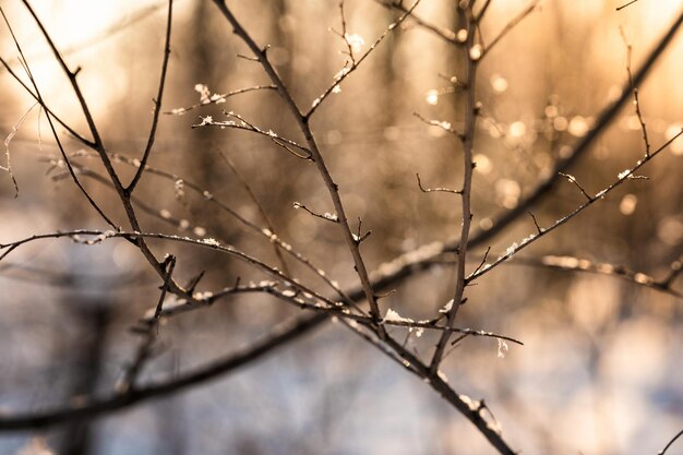Branche couverte de neige sur fond défocalisé au lever ou au coucher du soleil avec des rayons de soleil en hiver