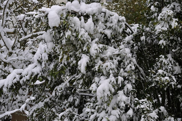 Une branche couverte de neige