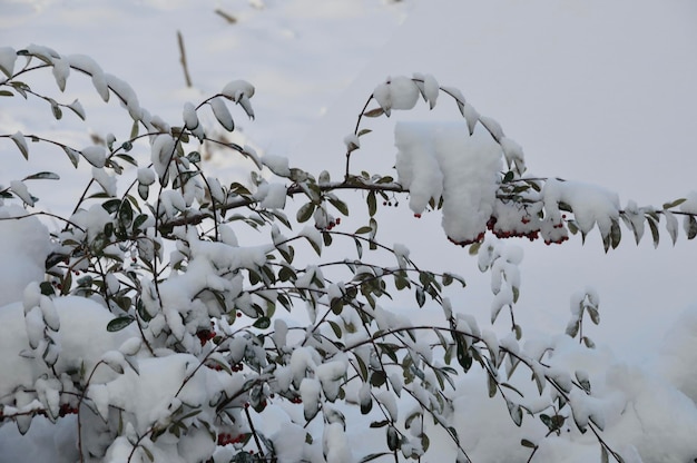 Une branche couverte de neige