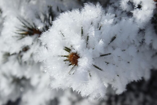 La branche couverte de neige