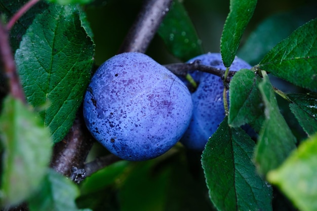 Branche de croissance des fruits de la prune qui mûrit