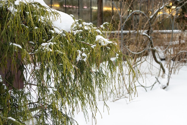 Branche de cyprès de Philifer Aurea sur fond de neige