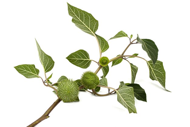 Photo branche avec datura fruit capsule épineuse avec graines jimsonweed dope stramonium épineuse herbe du diable cloches de l'enfer isolées sur fond blanc