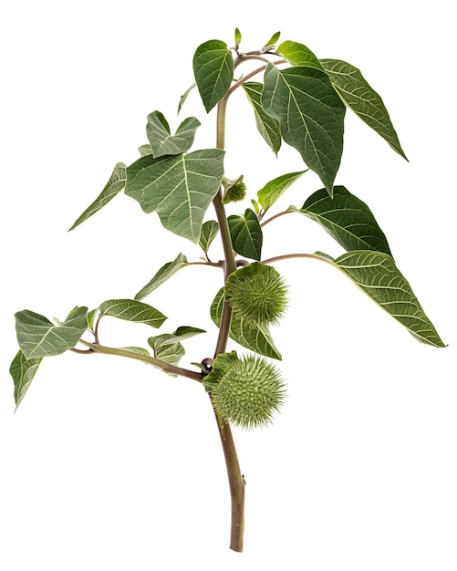 Photo branche avec datura fruit capsule épineuse avec graines jimsonweed dope stramonium épineuse herbe du diable cloches de l'enfer isolées sur fond blanc
