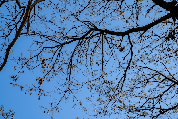 Branche déprimée et feuille de grand arbre qui a été brûlé par un incendie accidentel avec un ciel bleu