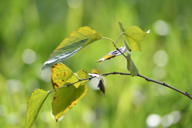 Branche dont les feuilles portent le mot « érable ».