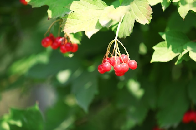 Branche du viburnum rouge en gros plan