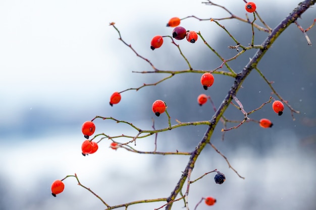 Branche d'églantier aux fruits rouges sur un fond d'hiver flou