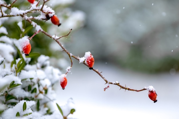 Branche enneigée d'églantier aux fruits rouges