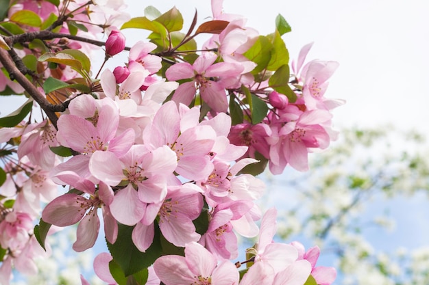 Branche épanouie avec des fleurs épanouies roses sur un fond rose délicat avec des étincelles Espace de copie