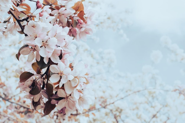 Branche épanouie avec des fleurs épanouies roses sur un fond rose délicat avec des étincelles Espace de copie