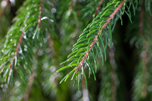 Branche d'épicéa. Belle branche d'épinette avec des aiguilles. Arbre de Noël dans la nature. Épinette verte. fond vert naturel