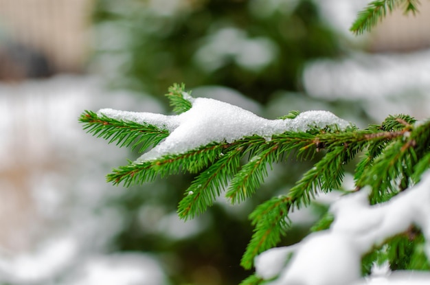 Photo une branche d'épicéa dans la forêt en hiver