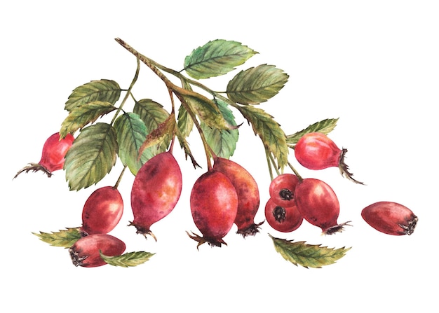 Branche d'épicéa sauvage avec des fruits de briar rouge rose de chien avec des feuilles vertes aquarelle dessinée à la main