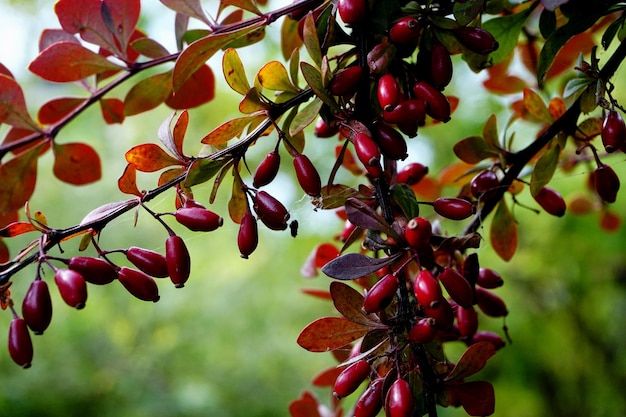 Branche d'épine-vinette aux fruits rouges