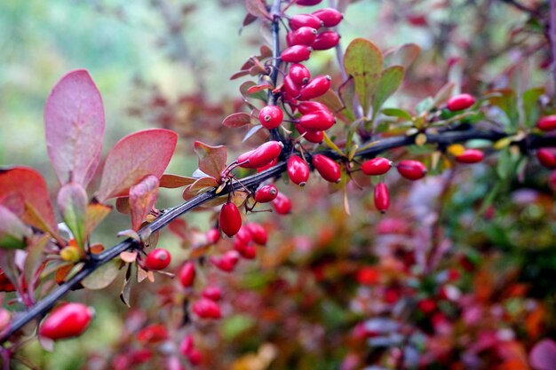 Branche d'épine-vinette, baies mûres fraîches Berberis thunbergii. Épine-vinette mûre rouge sur une branche
