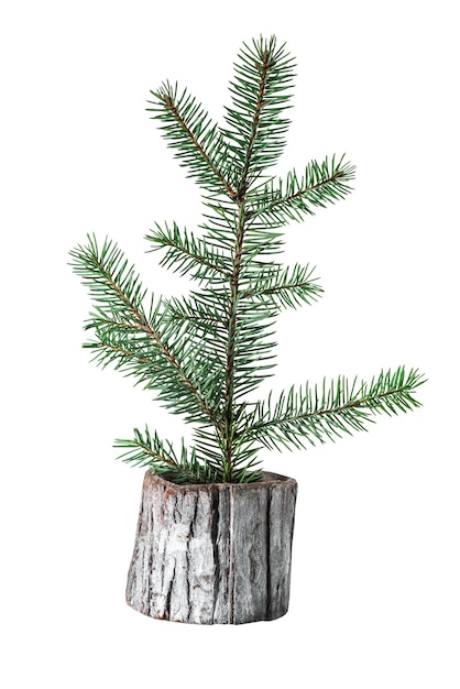 Photo branche d'épinette avec des aiguilles, isolée sur fond blanc. symbole des vacances d'hiver.