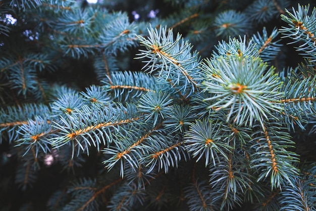 Branche d'épinette bleue nature conifères à feuilles persistantes.