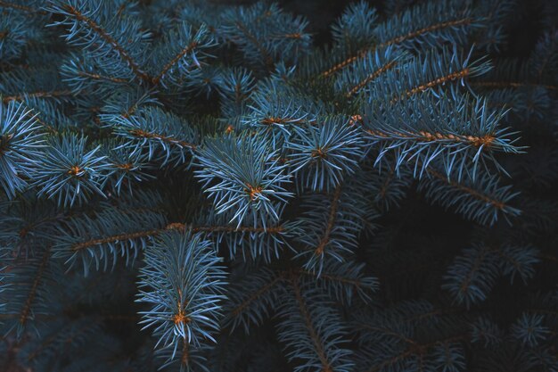 Branche d'épinette bleue nature conifères à feuilles persistantes.