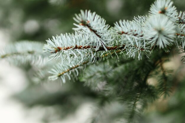 Branche d'épinette bleue se bouchent